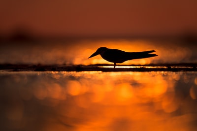 Stand on the shore of the silhouette of a bird
